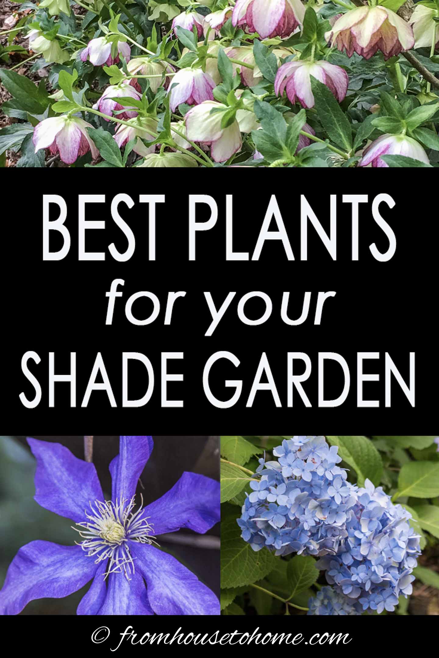 Shade-Loving Plants: Gorgeous Perennials, Shrubs, Vines and Annuals