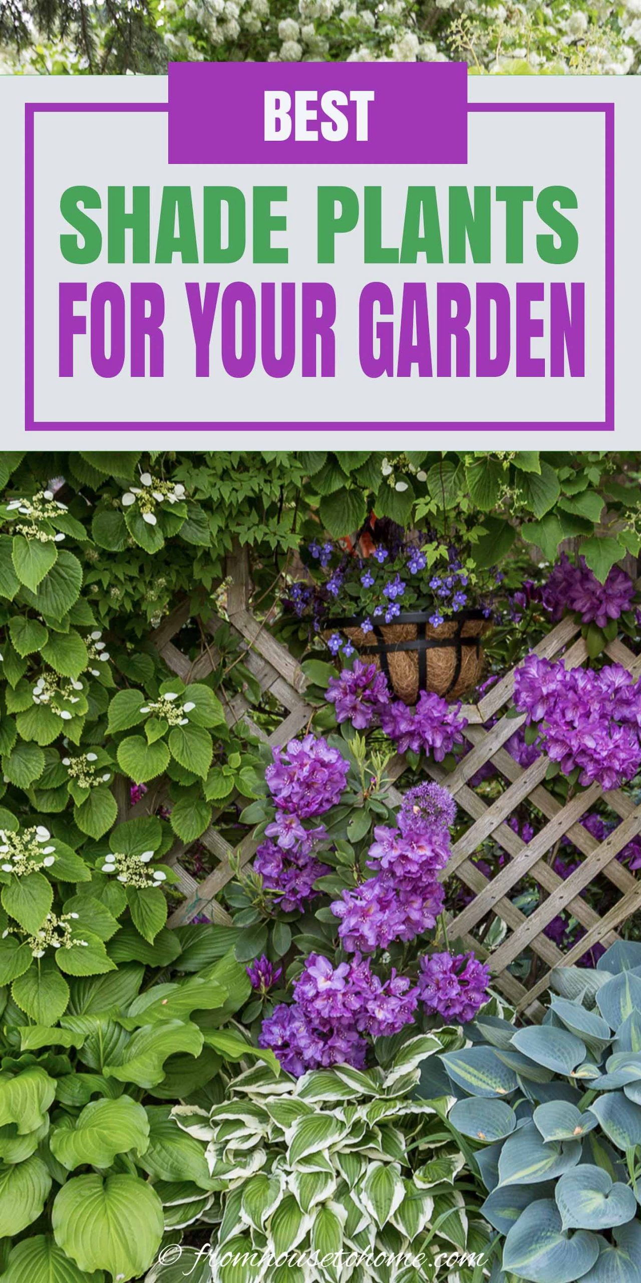 Shade-Loving Plants: Gorgeous Perennials, Shrubs, Vines and Annuals