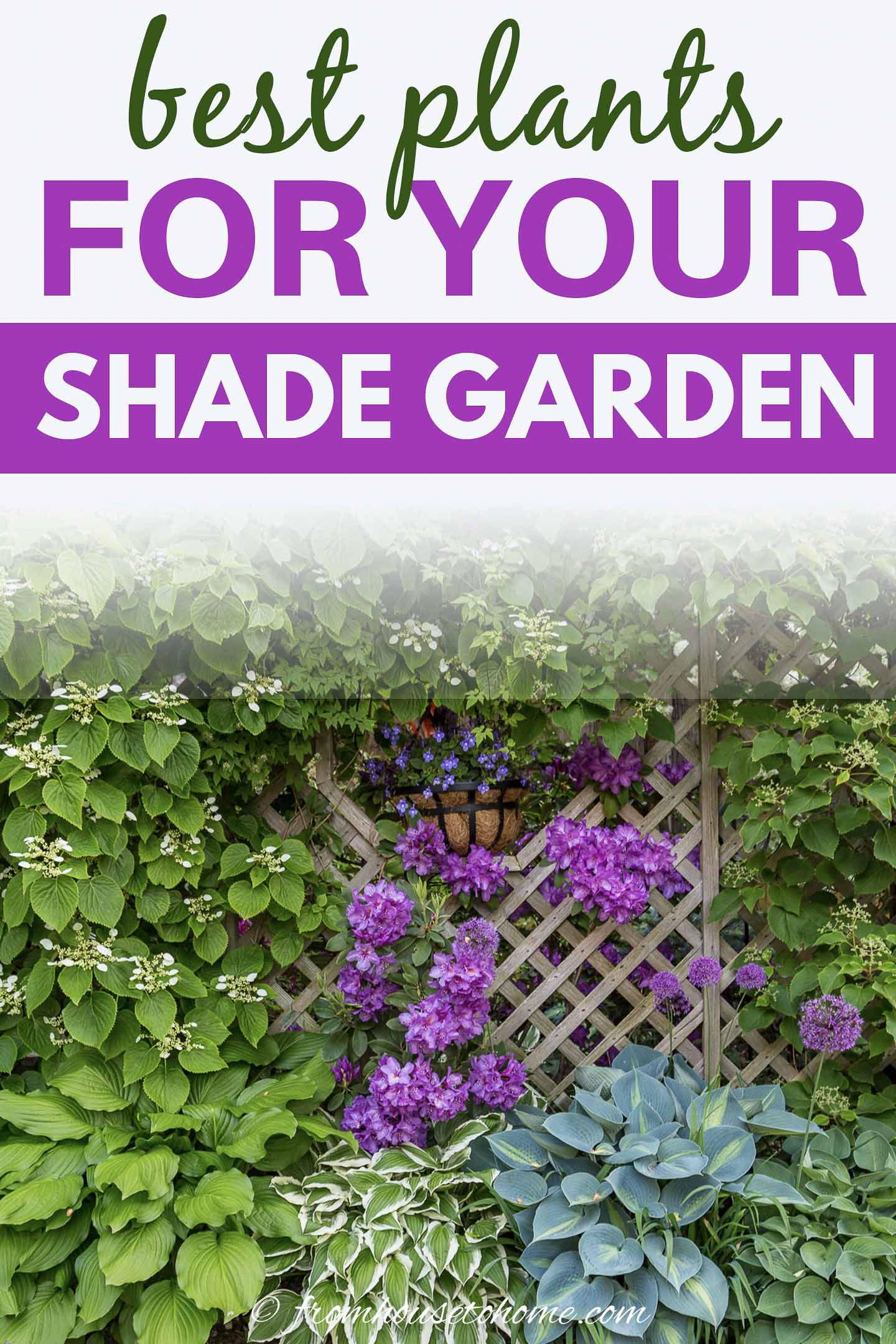 Shade-Loving Plants: Gorgeous Perennials, Shrubs, Vines and Annuals