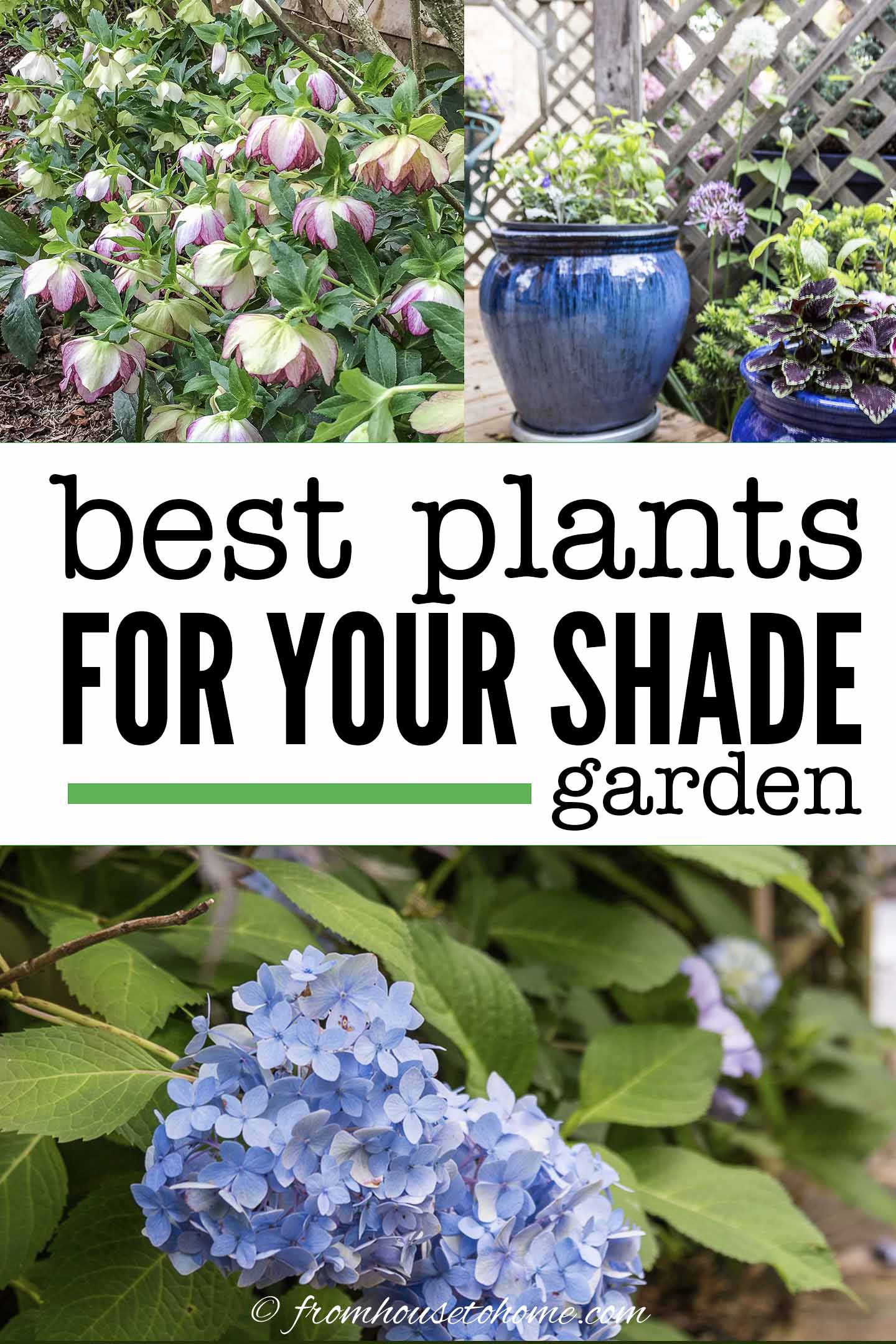 Shade-Loving Plants: Gorgeous Perennials, Shrubs, Vines and Annuals