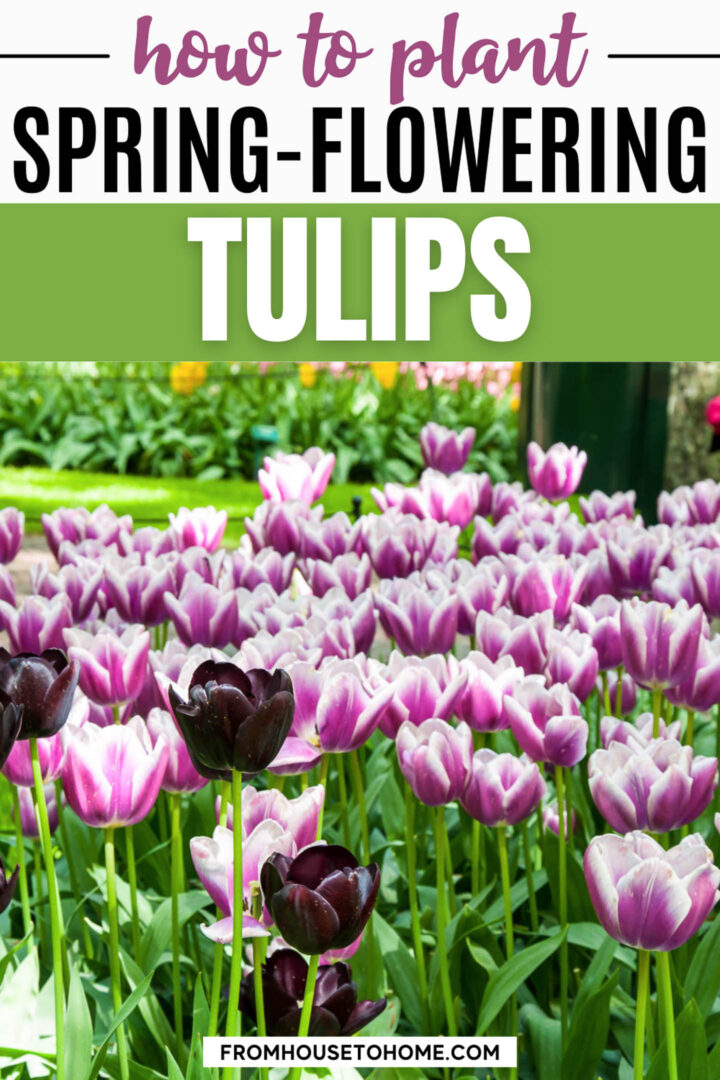 How To Plant Bulbs In The Fall For Lots Of Blooms In The Spring