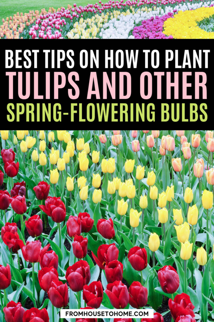 How To Plant Bulbs In The Fall For Lots Of Blooms In The Spring