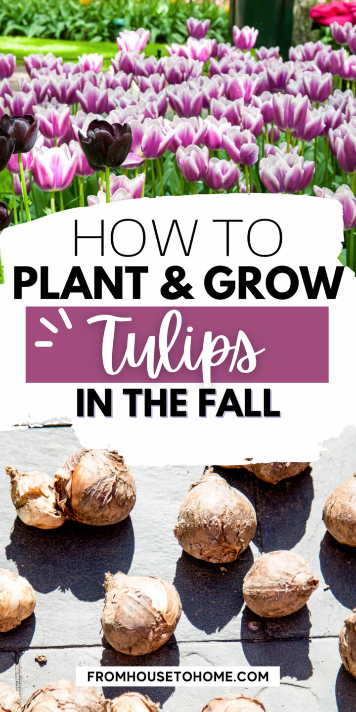 How To Plant Bulbs In The Fall For Lots Of Blooms In The Spring