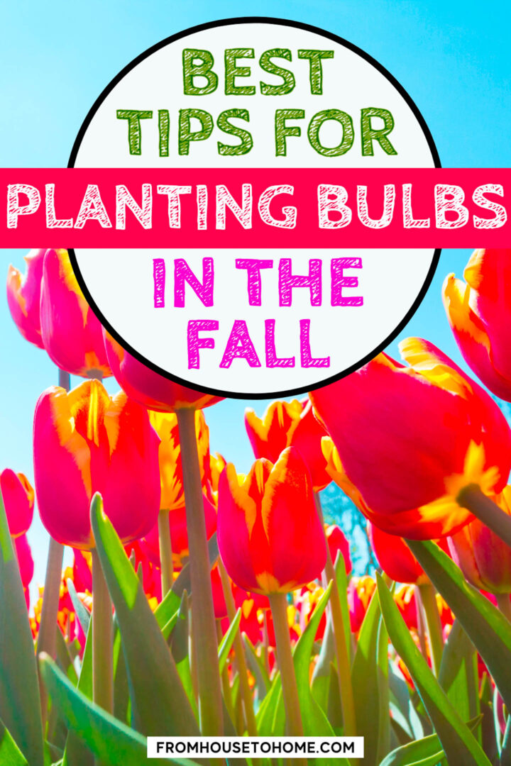 How To Plant Bulbs In The Fall For Lots Of Blooms In The Spring
