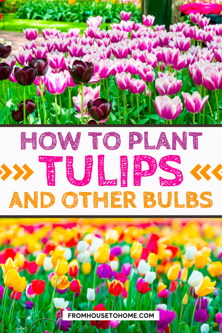 How To Plant Bulbs In The Fall For Lots Of Blooms In The Spring