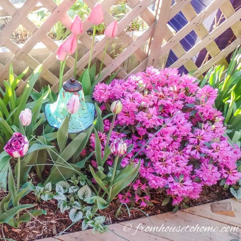 Spring Flower Combinations: 8 Beautiful Shade Perennials to Combine With Spring Bulbs