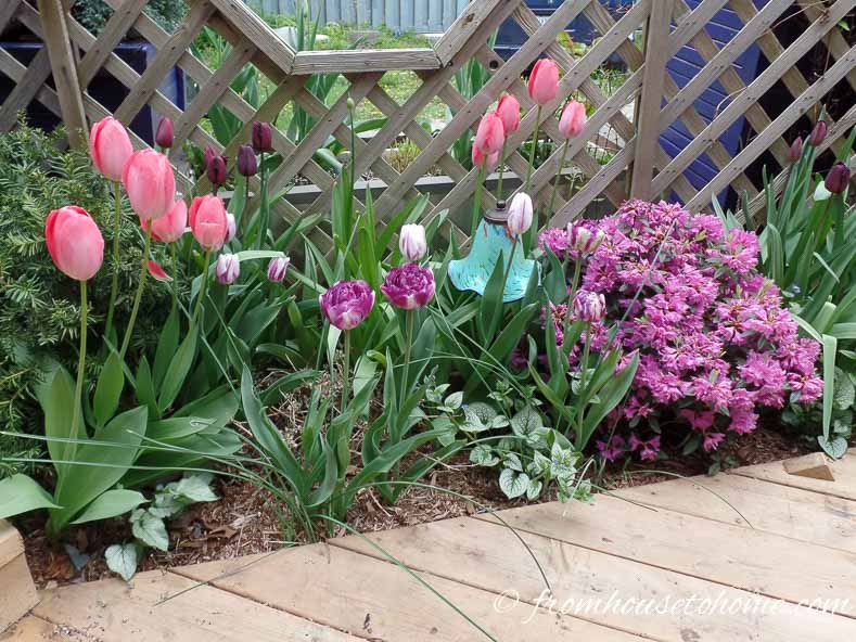 A garden bed with tulips and a small Rhododendron