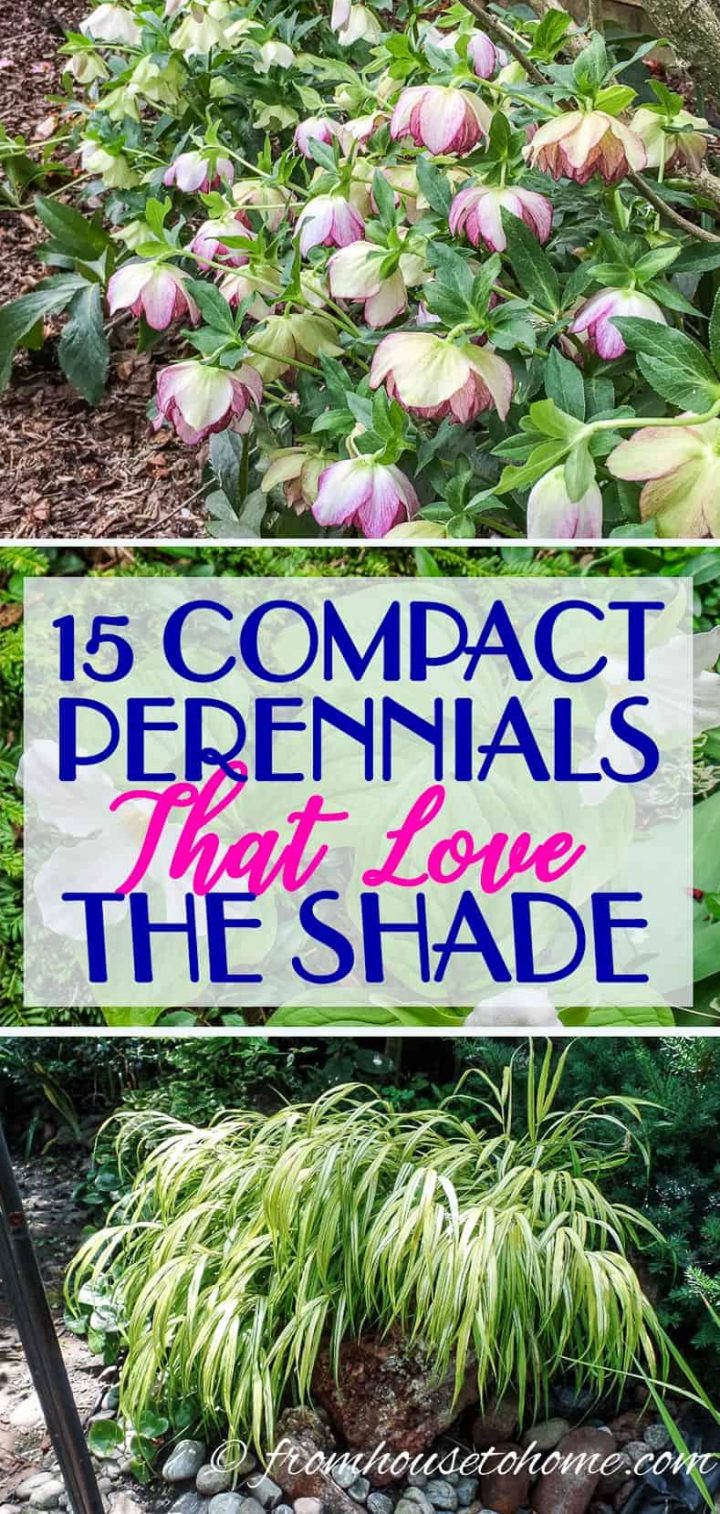 compact perennials for shade