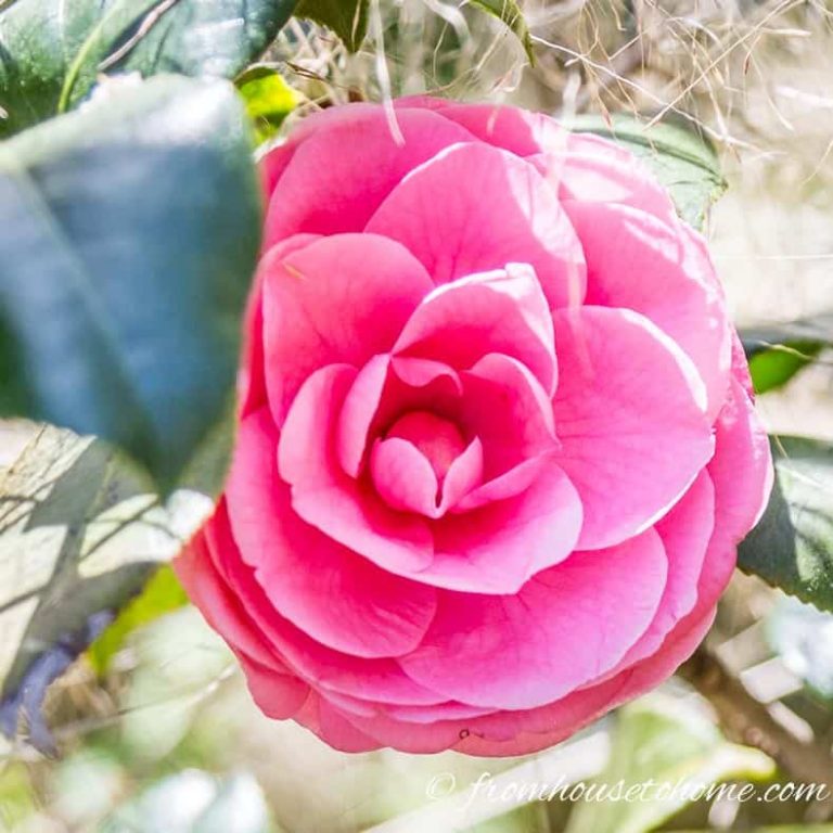 Camellia Care Guide (How to Grow Gorgeous Camellias In Your Garden)