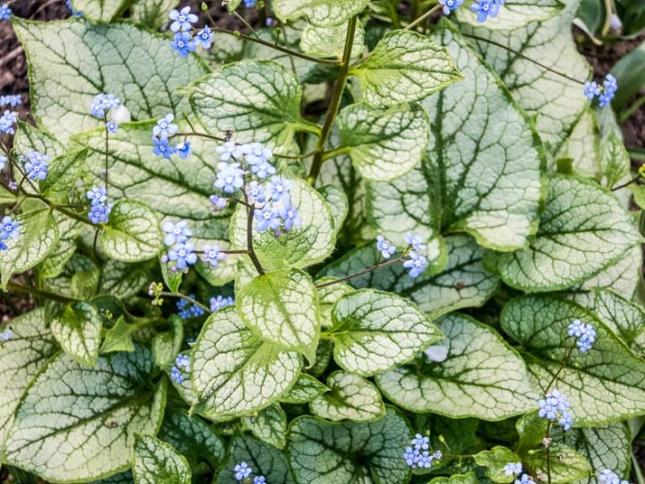 Brunnera with patterned leaves and blue flowers