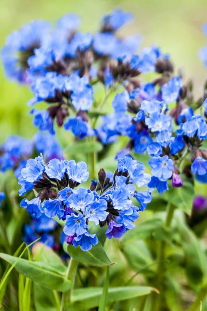 Pulmonaria obscura with blue flowers