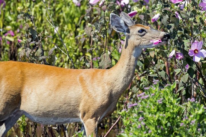 White-tailed deer eating Hibiscus flowers