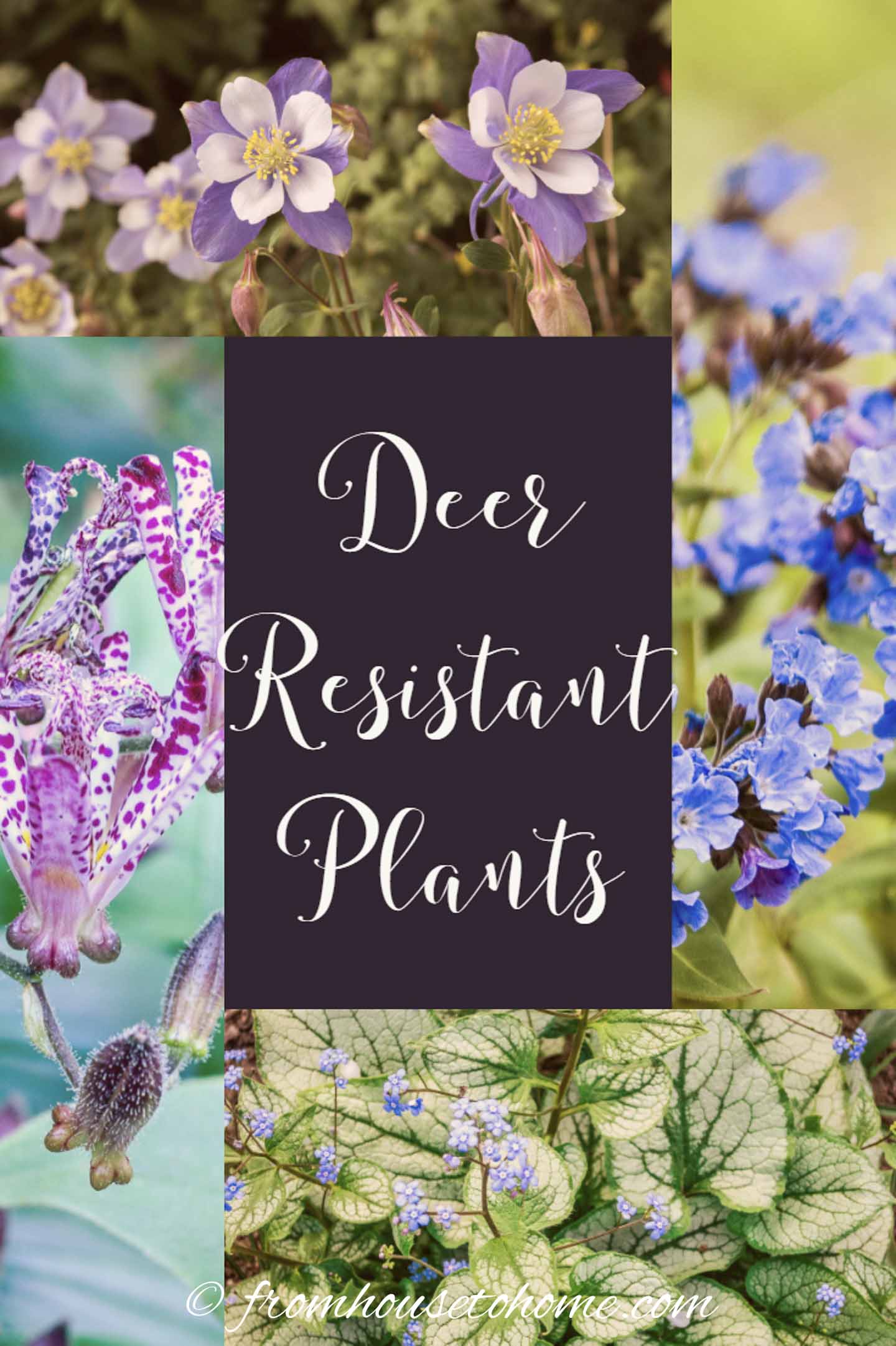 Deer Resistant Shade Plants (15 Beautiful Perennials and Shrubs That ...