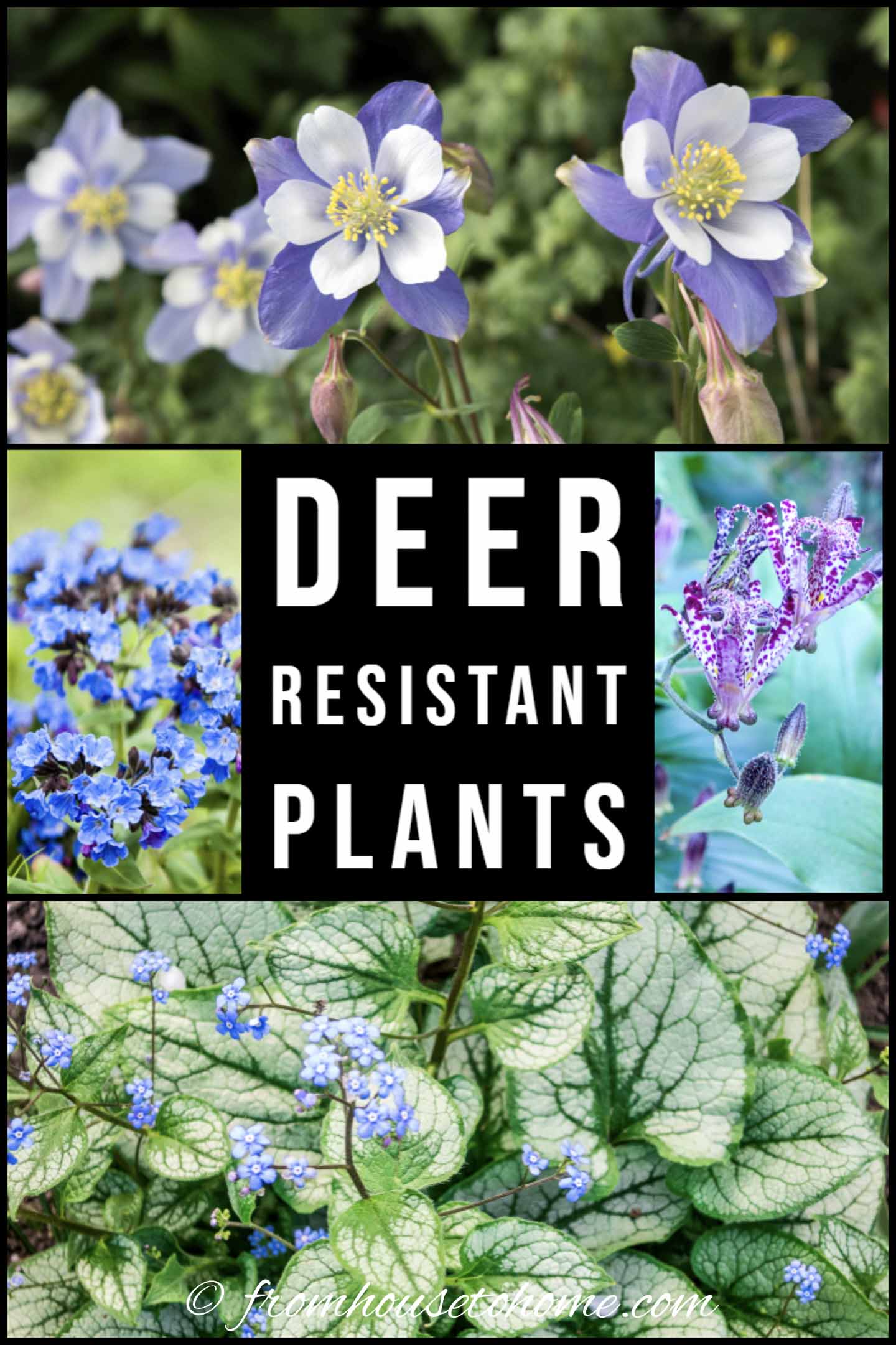Deer Resistant Shade Plants (15 Beautiful Perennials and Shrubs That ...