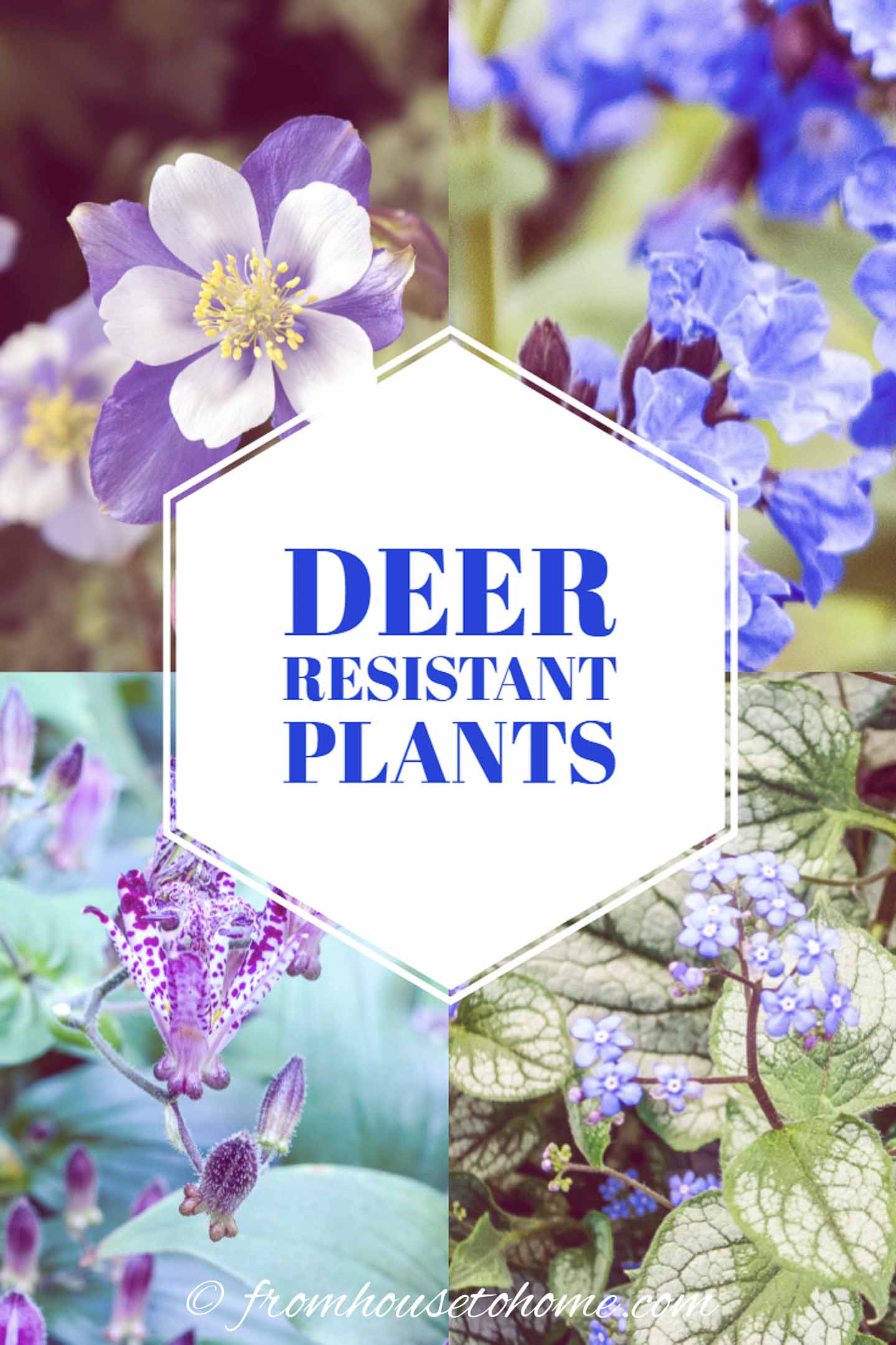 Deer Resistant Shade Plants (15 Beautiful Perennials and Shrubs That ...