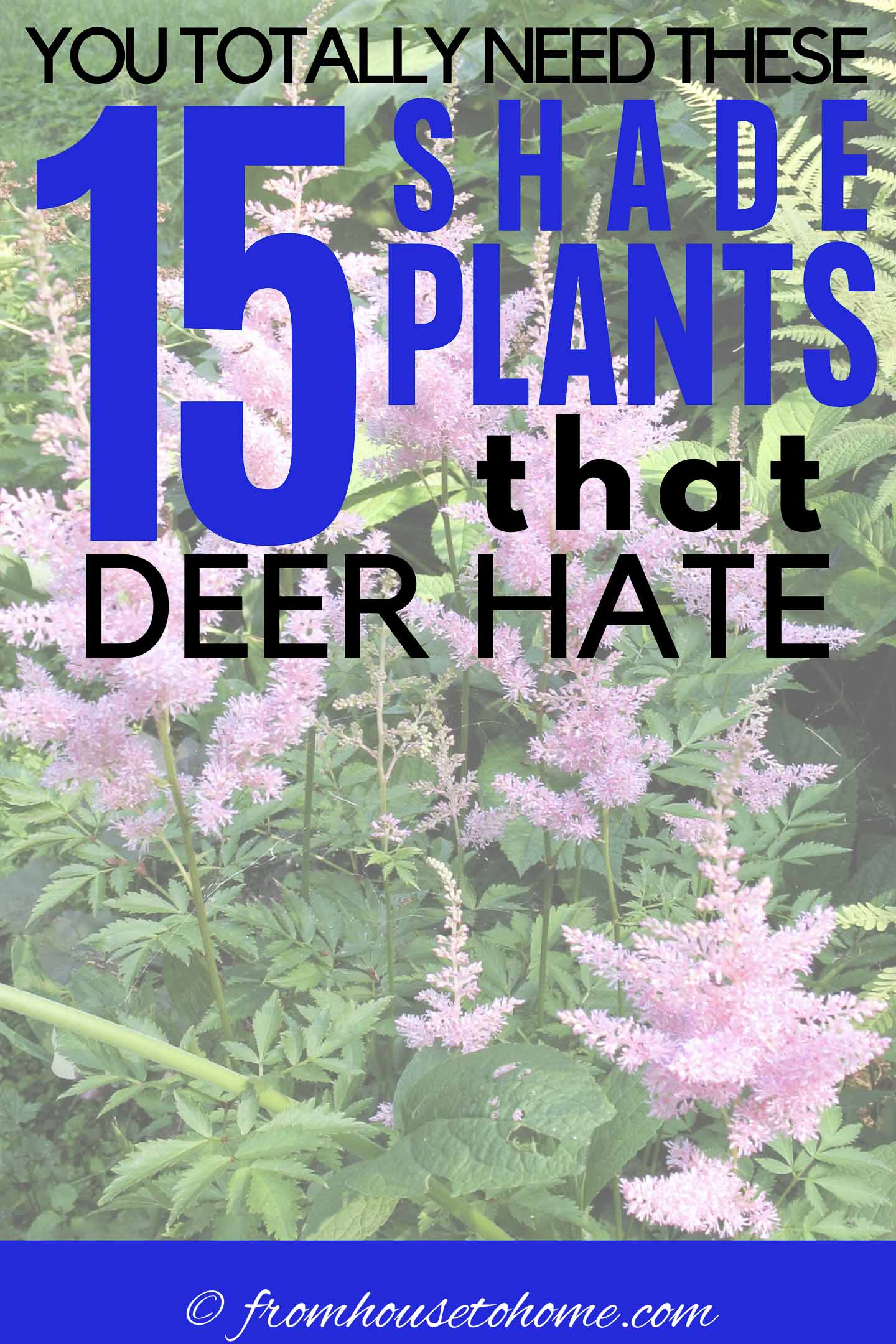 Deer Resistant Shade Plants (15 Beautiful Perennials and Shrubs That ...