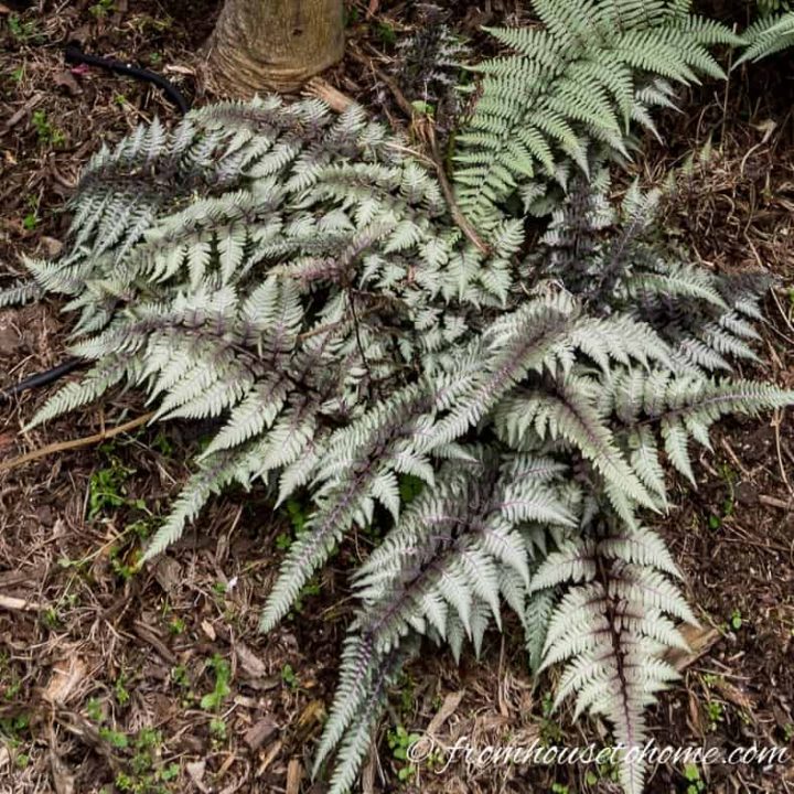 Japanese painted ferns