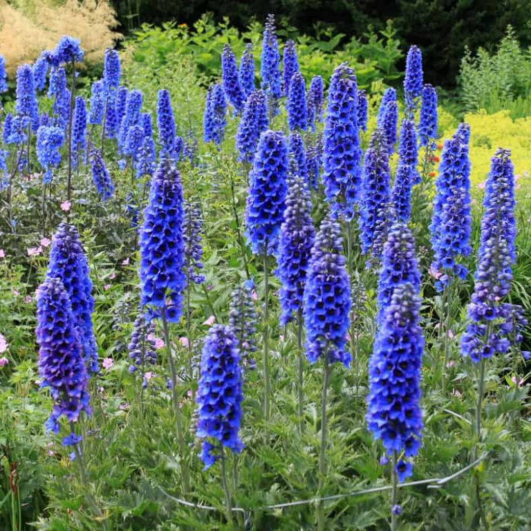 Blue Flowering Perennials (15 Easy To Grow Plants)