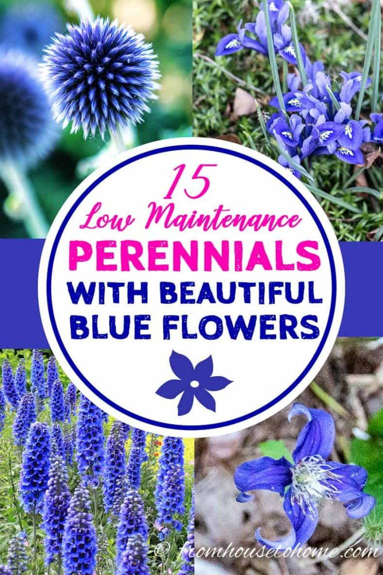 Blue Flowering Perennials (15 Easy To Grow Plants)