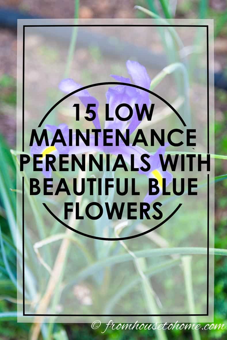 Blue Flowering Perennials (15 Easy To Grow Plants)