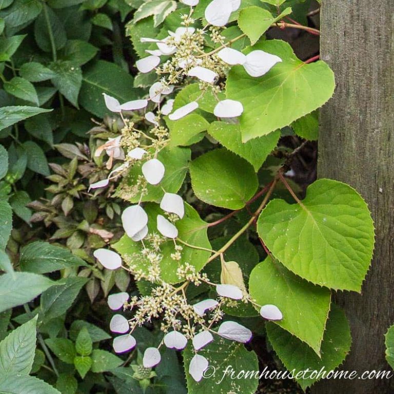 Flowering Vines For Shade (9 Perennial Climbers That Won’t Take Over Your Garden)
