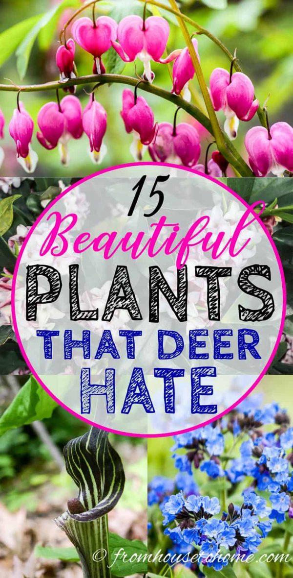 plants that deer hate