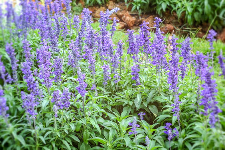 Salvia is one of the annuals that attracts hummingbirds