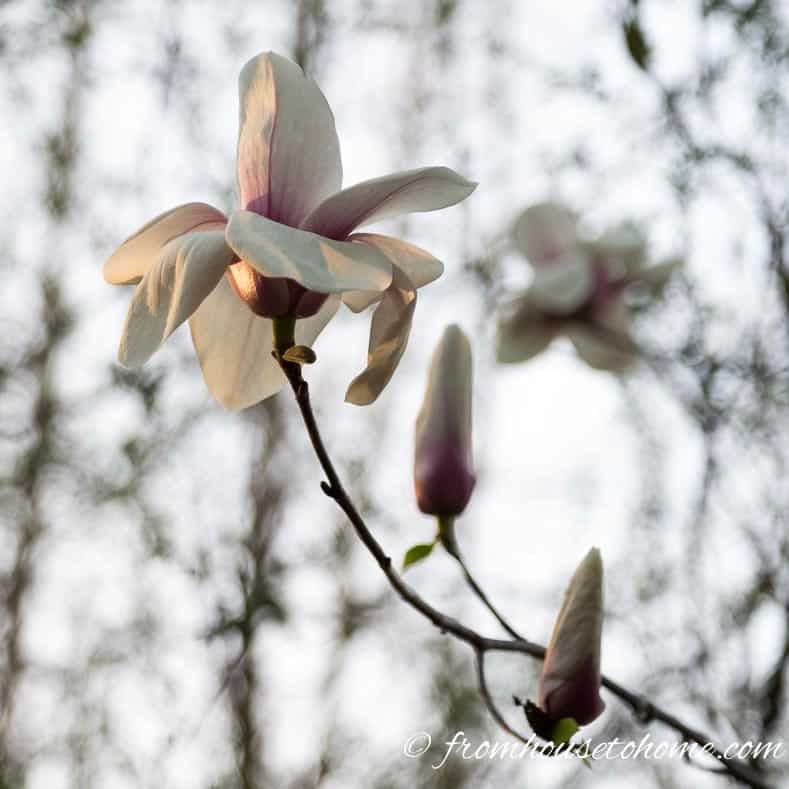 8 of the Best Trees For Small Backyards