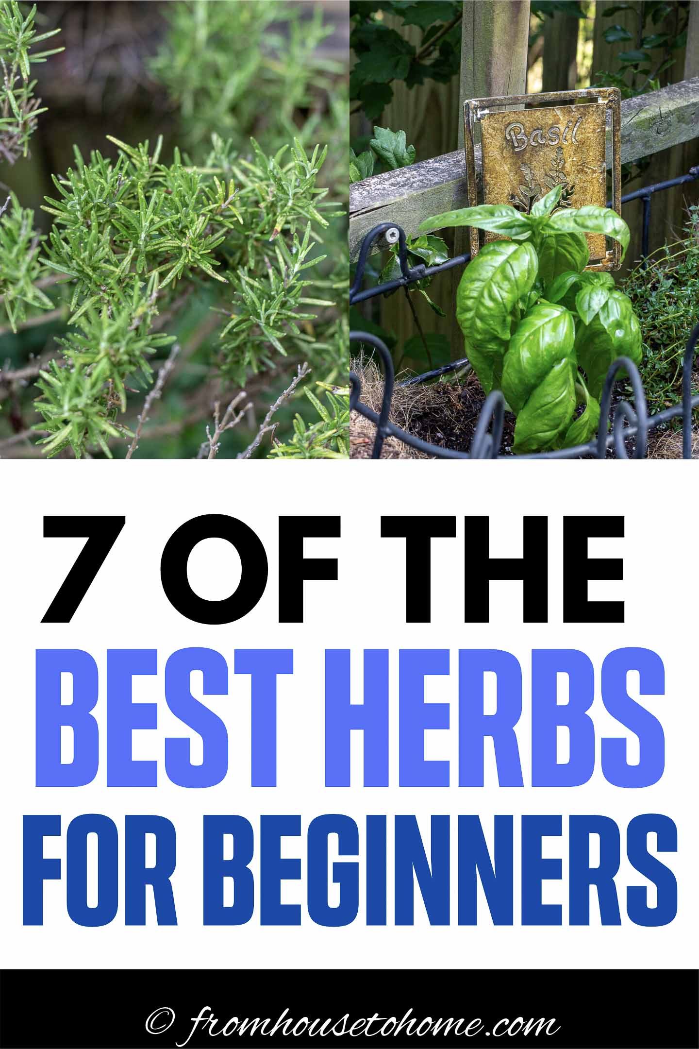 Easy To Grow Herbs (10 of the Best Herbs For Your Garden)