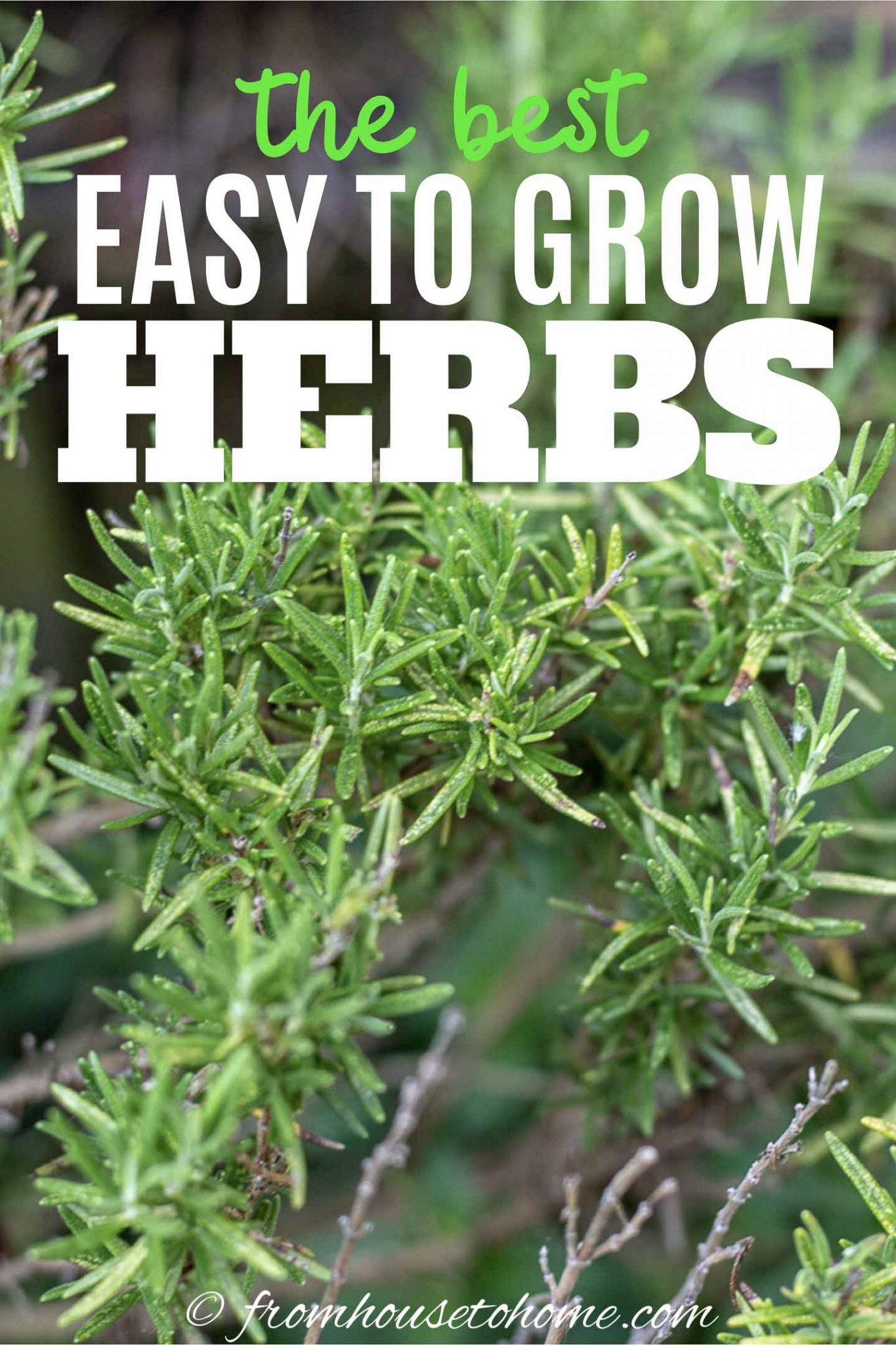 Easy To Grow Herbs (10 of the Best Herbs For Your Garden)