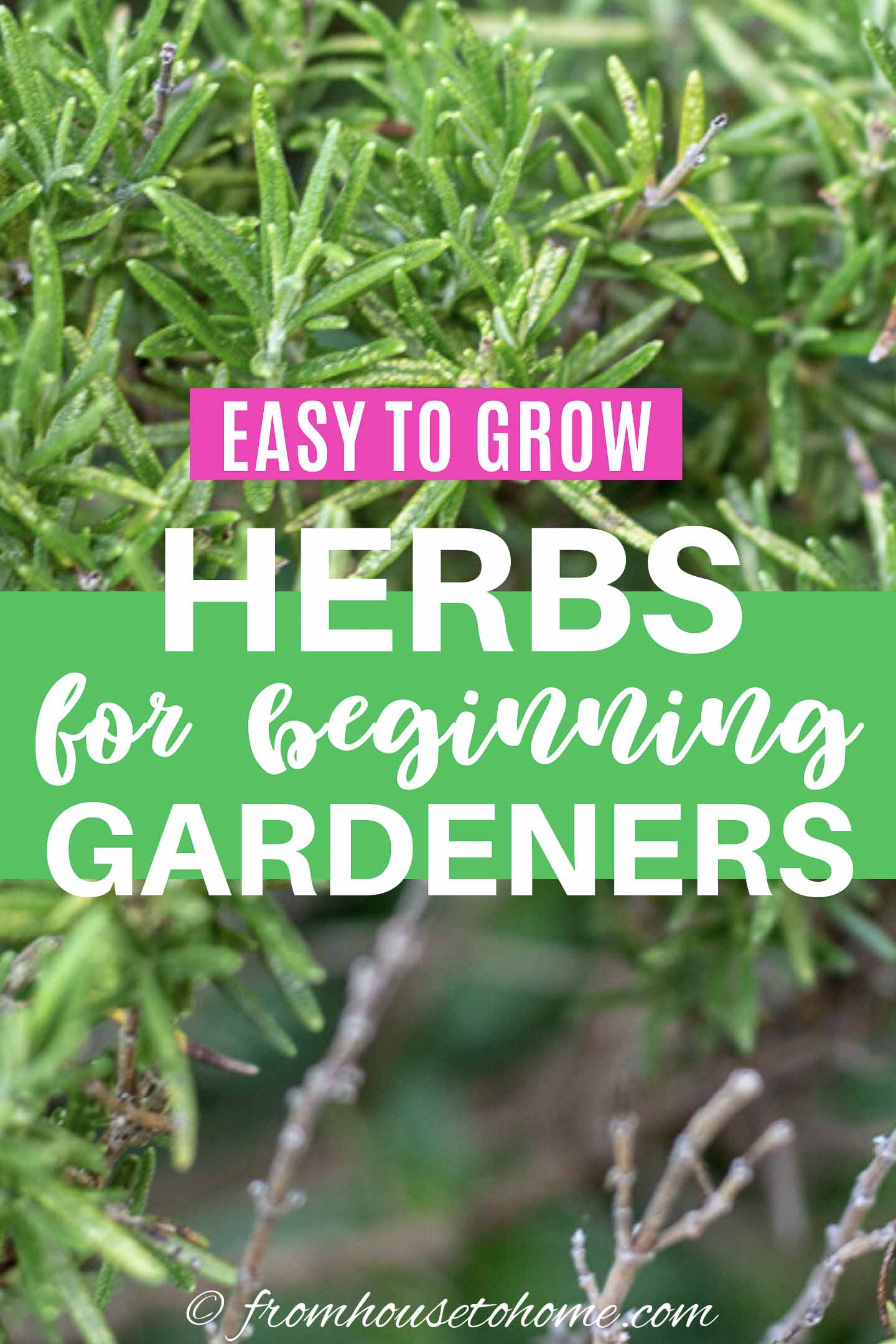 Easy To Grow Herbs (10 of the Best Herbs For Your Garden)