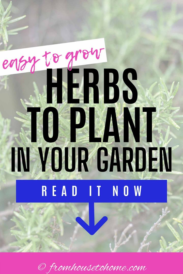 Easy To Grow Herbs (10 of the Best Herbs For Your Garden)