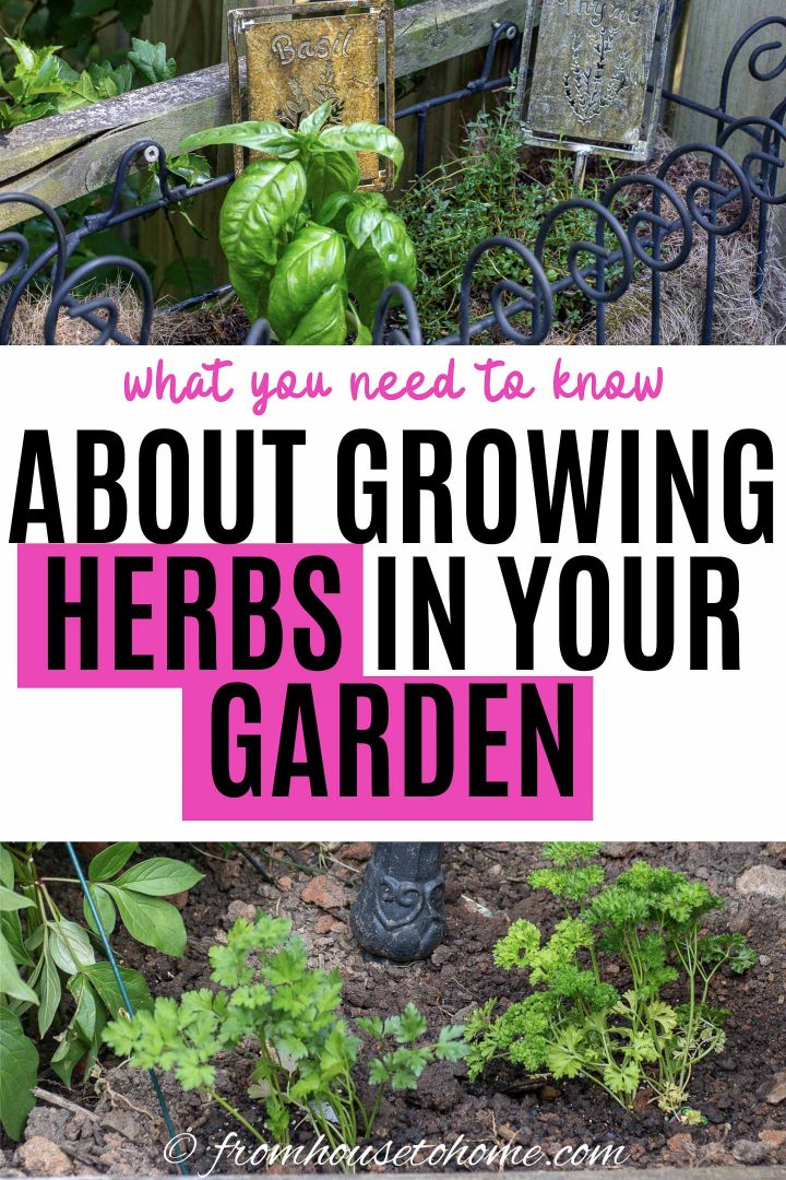 Easy To Grow Herbs (10 of the Best Herbs For Your Garden)