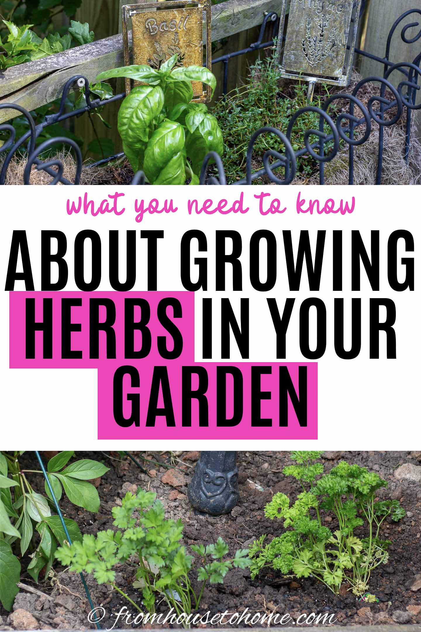 Easy To Grow Herbs (10 of the Best Herbs For Your Garden)