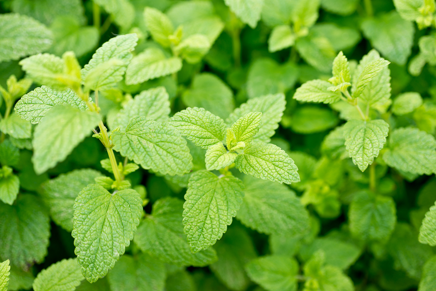 Close up of lemon balm leaves