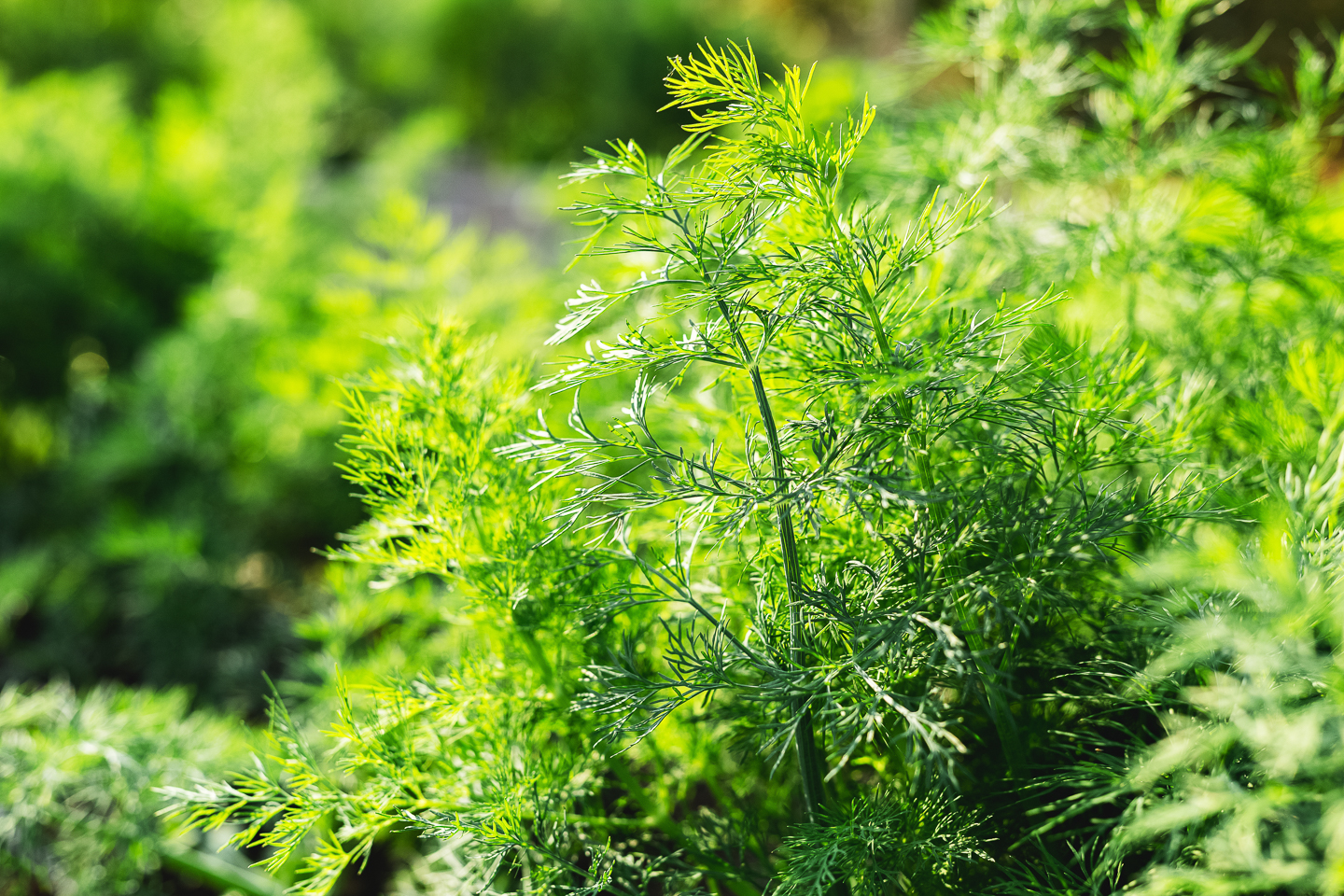dill growing in the garden