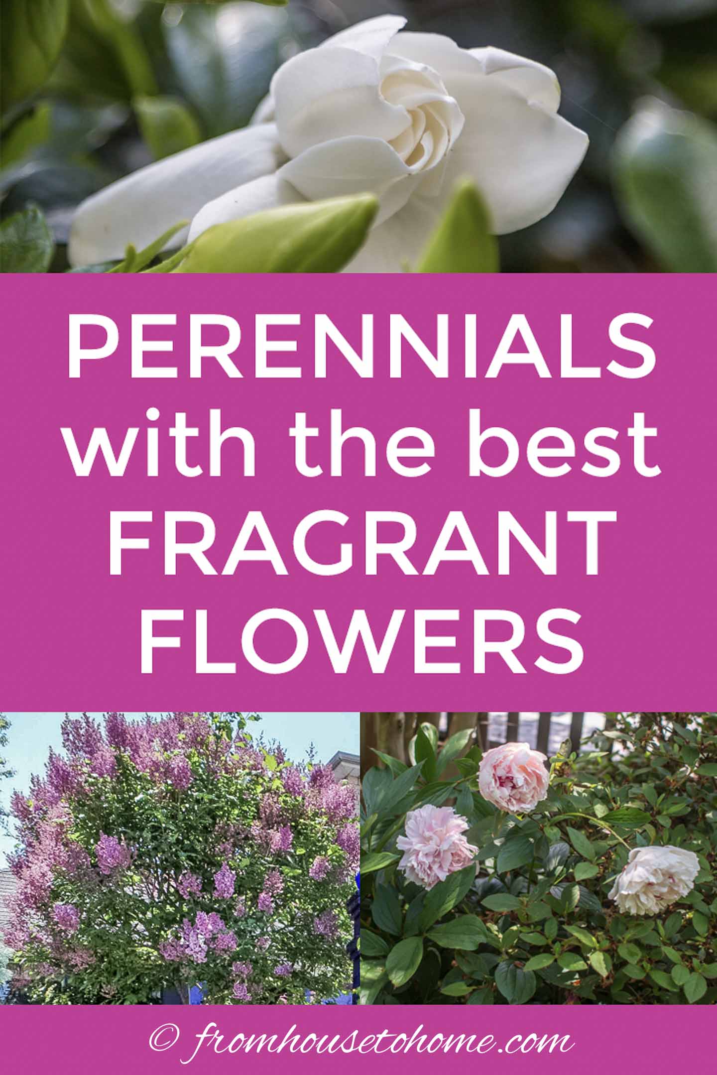 Fragrant Flowers: 10 Perennial Plants With The Most Beautiful Scent ...