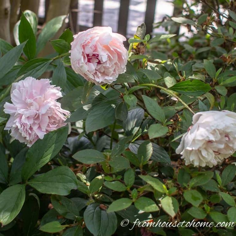 Fragrant Flowers: 10 Perennial Plants With The Most Beautiful Scent