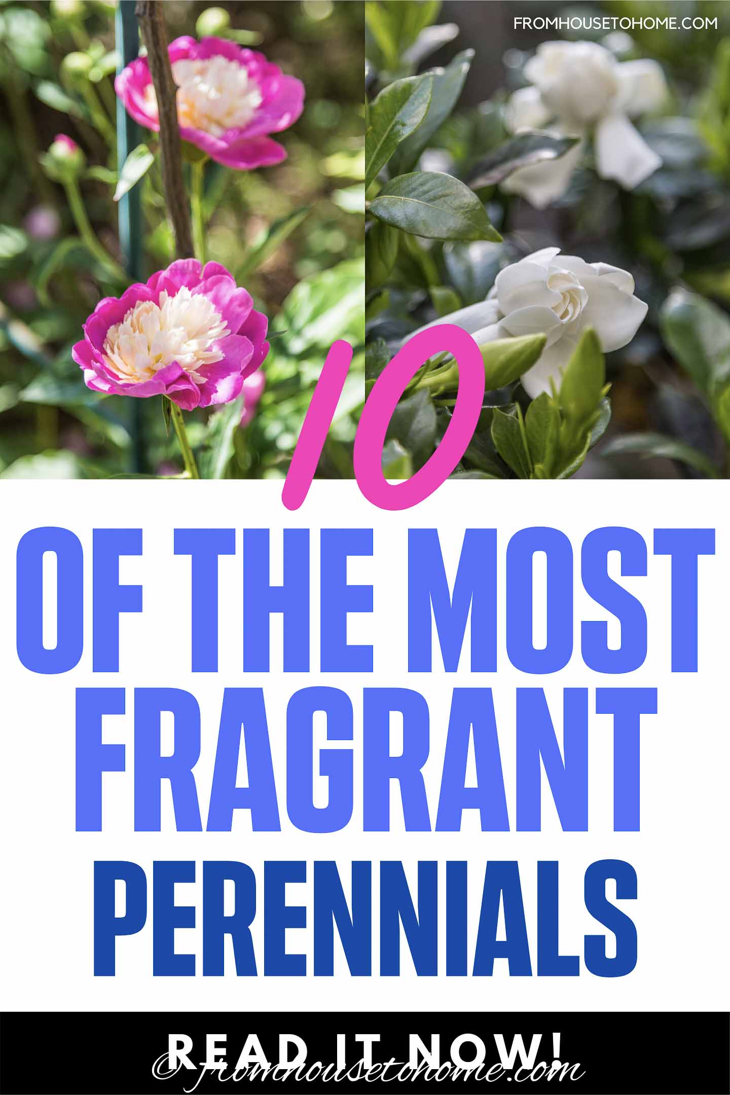 5+ Fragrant Perennial Flowers Fragrant Flowers: 10 Perennial Plants With The Most Beautiful Scent