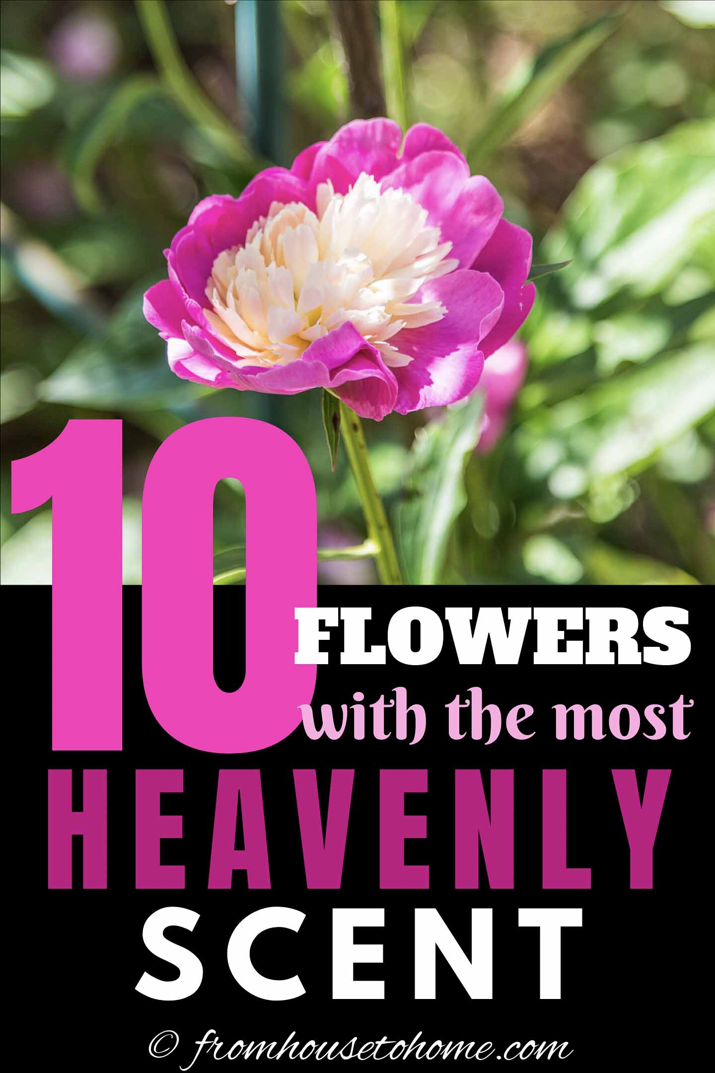 Fragrant Flowers: 10 Perennial Plants With The Most Beautiful Scent