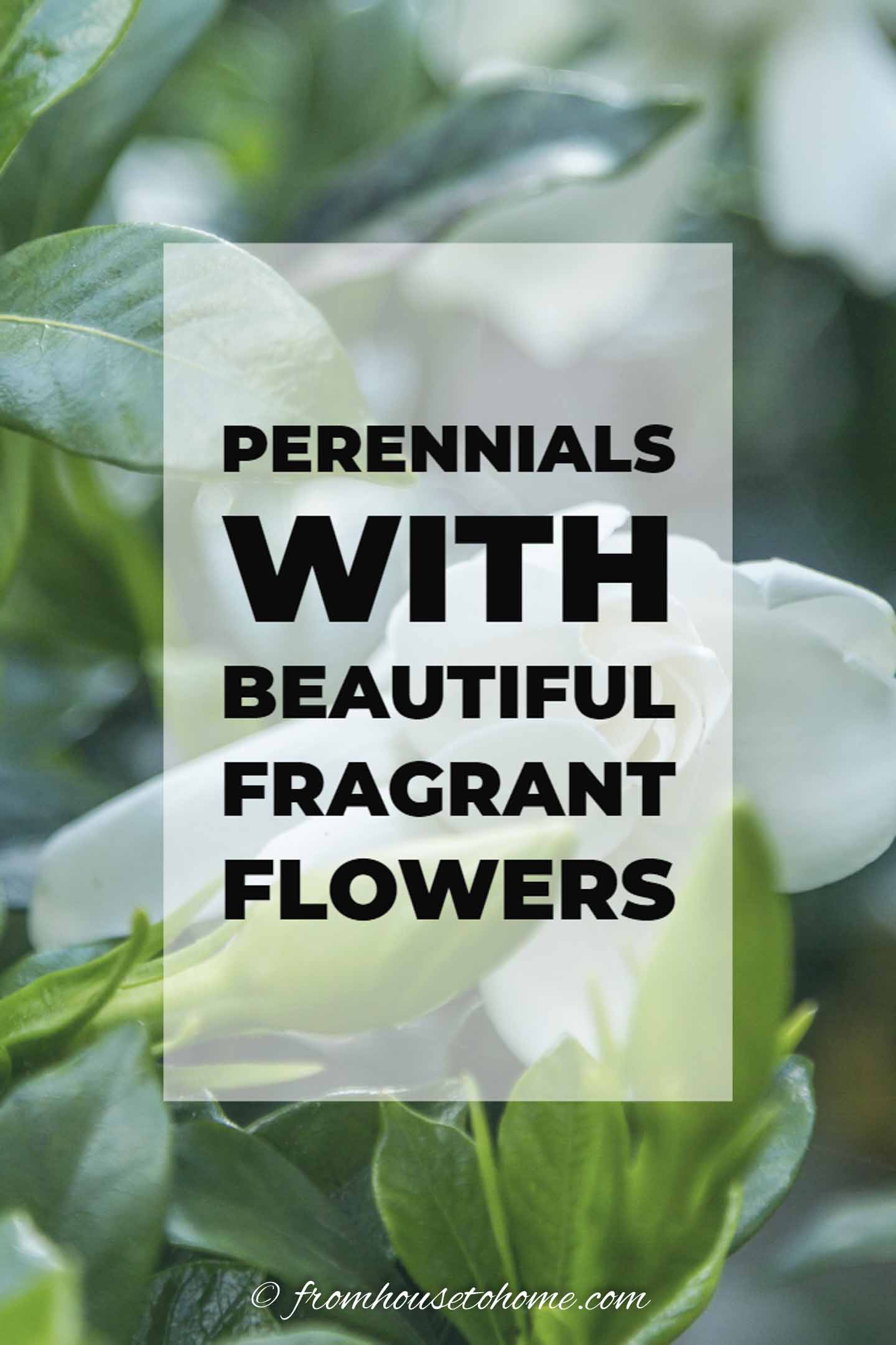5+ Fragrant Perennial Flowers Fragrant Flowers: 10 Perennial Plants With The Most Beautiful Scent
