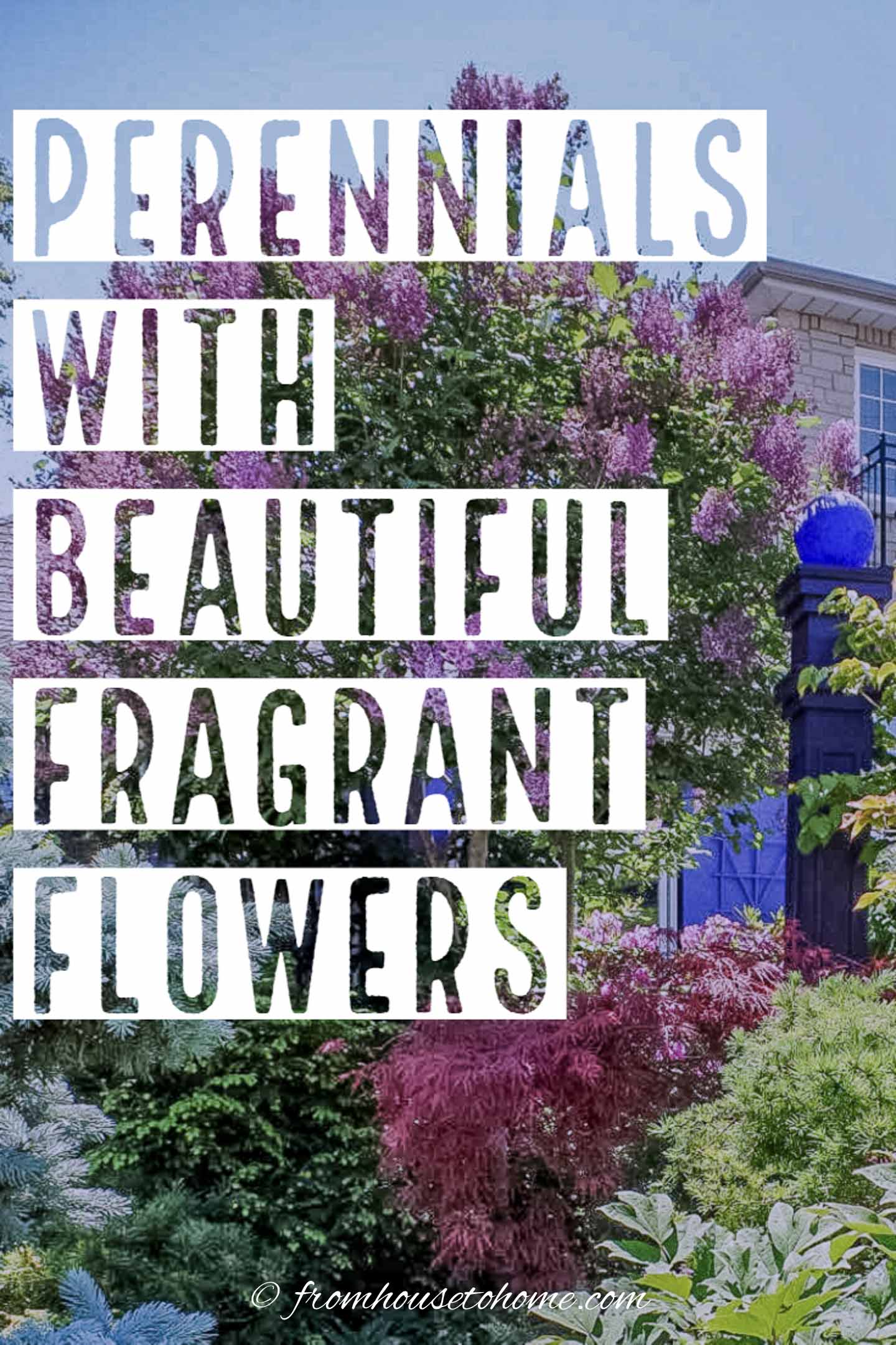 5+ Fragrant Perennial Flowers Fragrant Flowers: 10 Perennial Plants With The Most Beautiful Scent