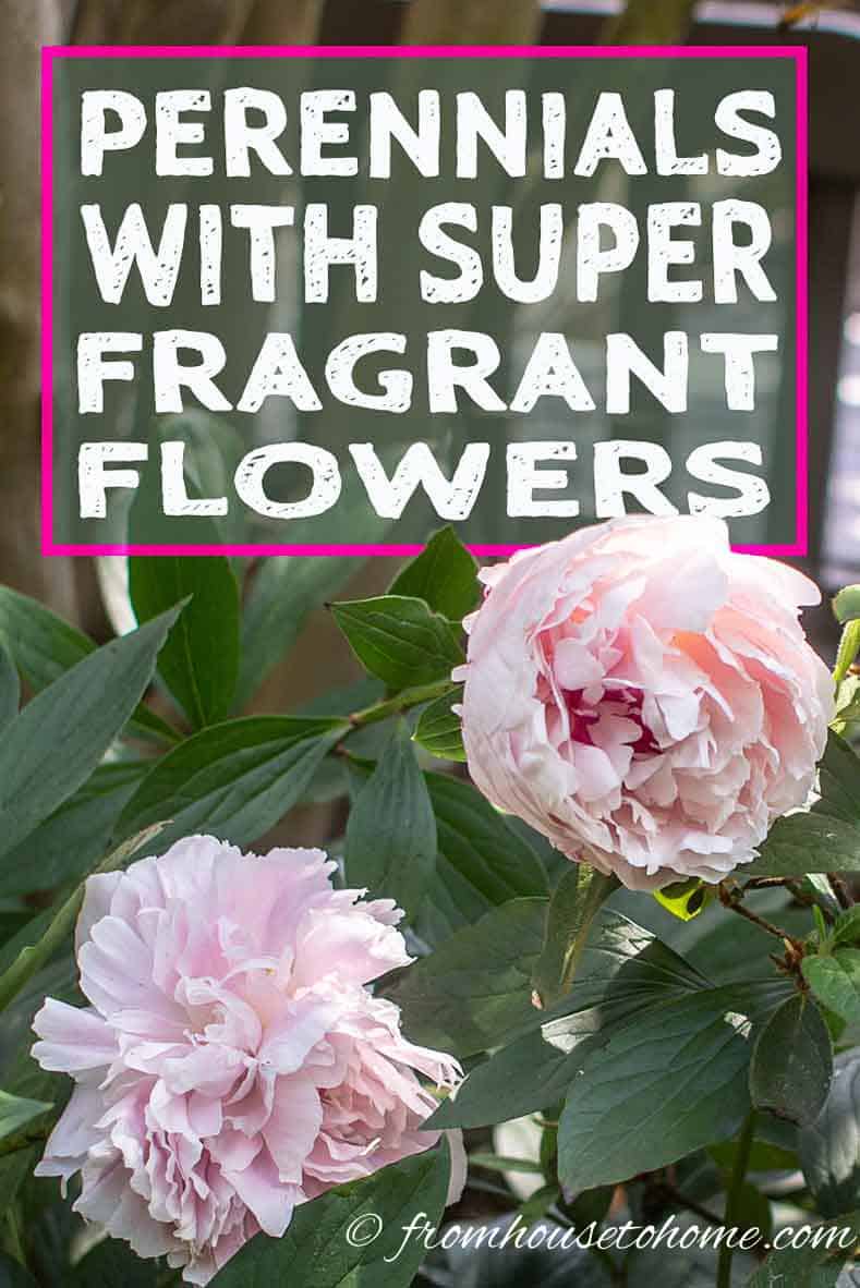 Fragrant Flowers 10 Perennial Plants With The Most Beautiful Scent Gardening From House To Home,Why Are There So Many Flies Outside My House Uk