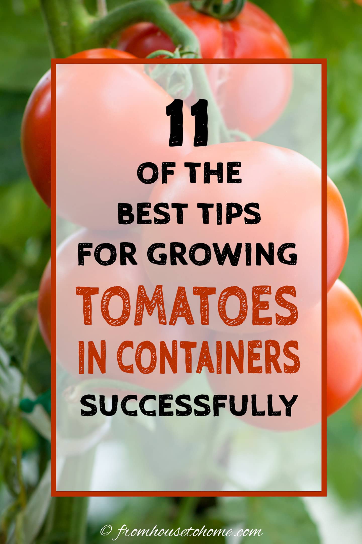 Growing Tomatoes In Planters Successfully