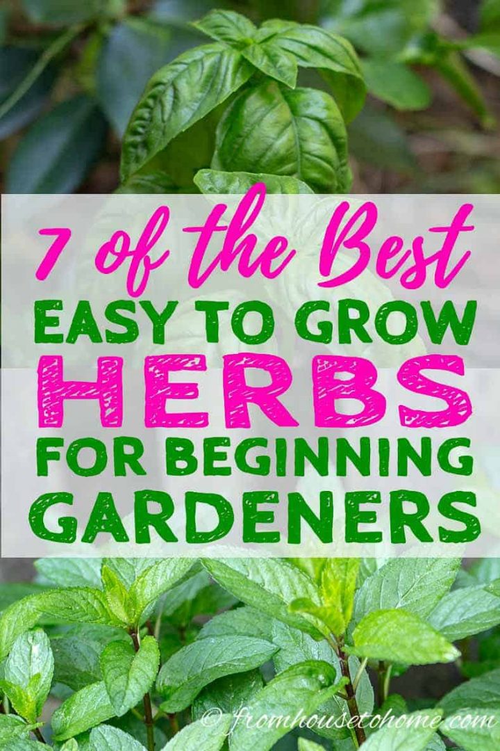 Easy To Grow Herbs (10 of the Best Herbs For Your Garden)