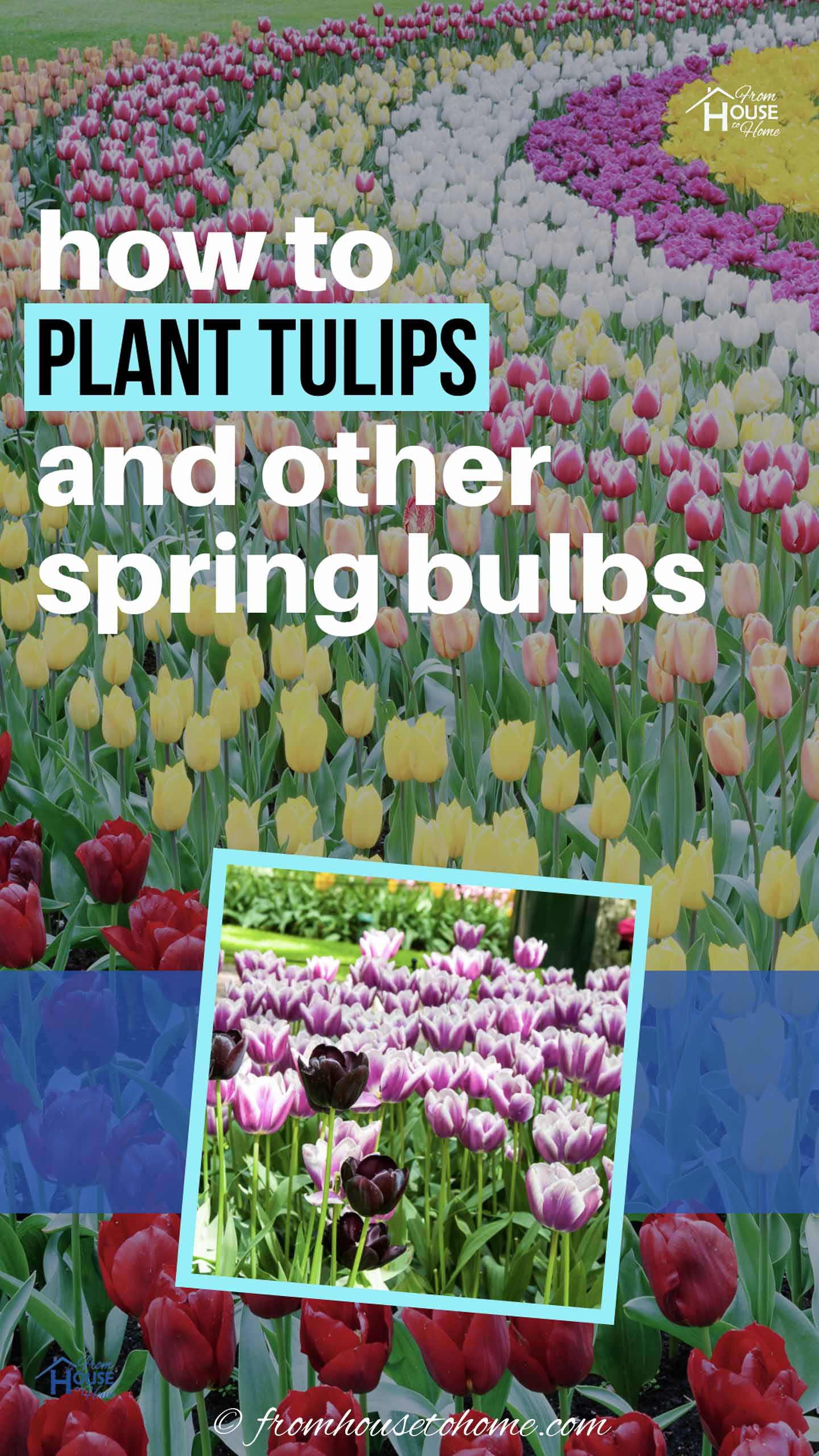 How To Plant Bulbs In The Fall For Lots Of Blooms In The Spring
