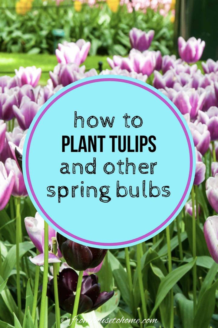 How To Plant Bulbs In The Fall For Lots Of Blooms In The Spring