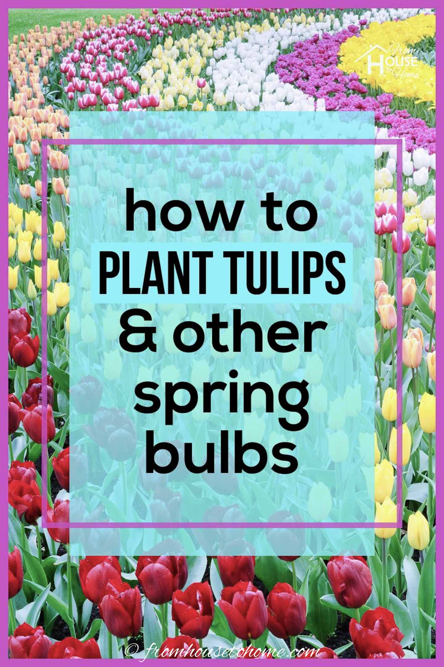 How To Plant Bulbs In The Fall For Lots Of Blooms In The Spring