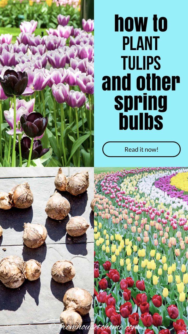 How To Plant Bulbs In The Fall For Lots Of Blooms In The Spring