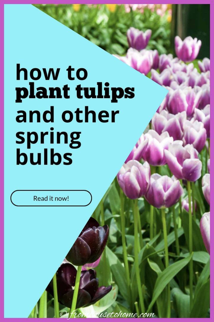 How To Plant Bulbs In The Fall For Lots Of Blooms In The Spring